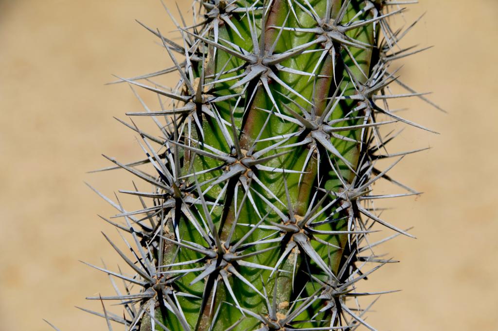 Galloping cactus